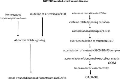 Clinical and Genetic Aspects of CADASIL